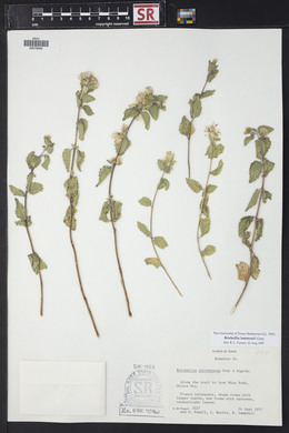 Brickellia lemmonii image