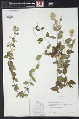 Brickellia cylindracea image