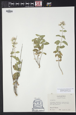 Brickellia lemmonii image