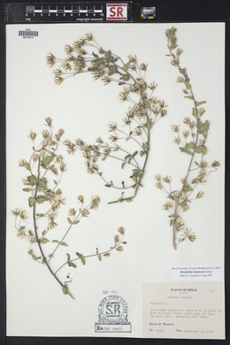 Brickellia lemmonii image