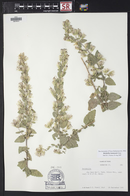 Brickellia lemmonii image