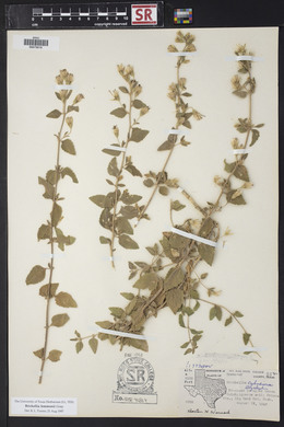 Brickellia lemmonii image