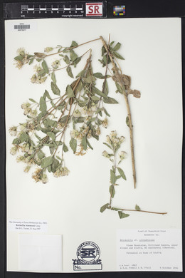 Brickellia lemmonii image