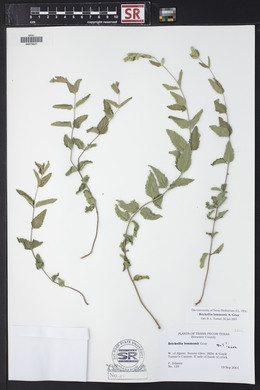 Brickellia lemmonii image