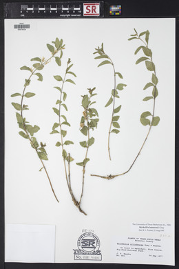 Brickellia lemmonii image