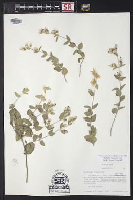 Brickellia lemmonii image