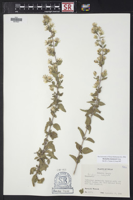 Brickellia lemmonii image