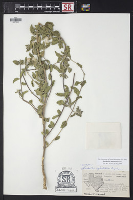 Brickellia lemmonii image