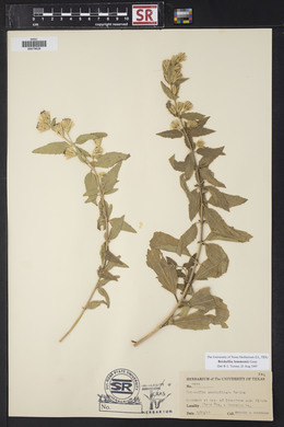 Brickellia lemmonii image