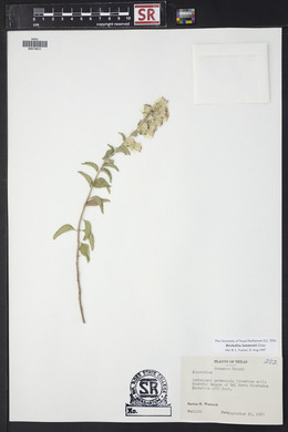 Brickellia lemmonii image