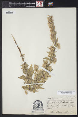 Brickellia lemmonii image