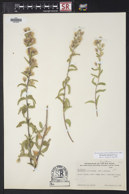 Brickellia lemmonii image