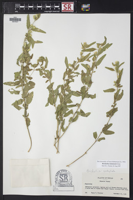 Brickellia lemmonii image