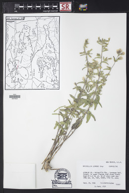 Brickellia lemmonii image