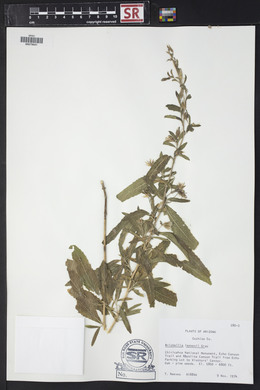 Brickellia lemmonii image