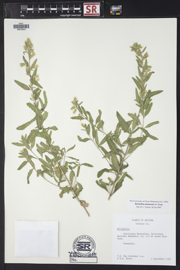 Brickellia lemmonii image