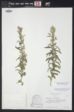 Brickellia lemmonii image