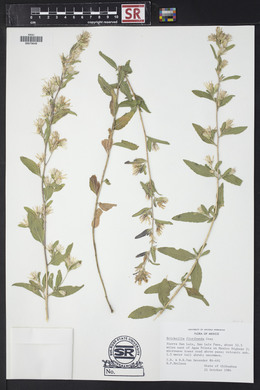 Brickellia floribunda image