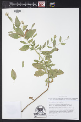 Brickellia lemmonii image