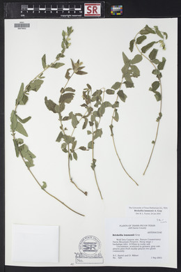 Brickellia lemmonii image