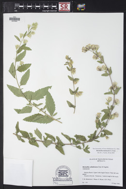 Brickellia lemmonii image