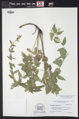 Brickellia lemmonii image