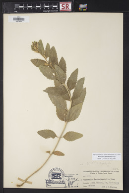 Brickellia lemmonii image