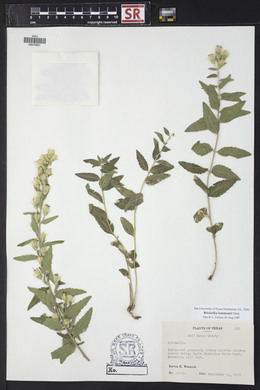 Brickellia lemmonii image