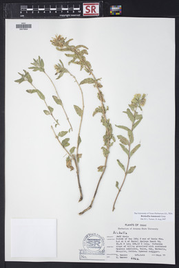 Brickellia lemmonii image