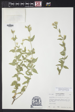 Brickellia lemmonii image