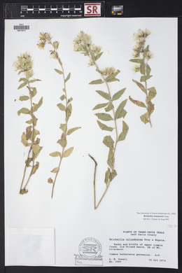 Brickellia lemmonii image