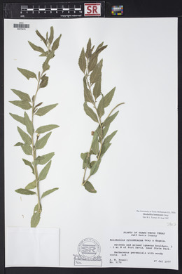 Brickellia lemmonii image