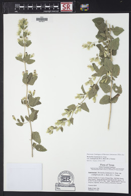 Brickellia lemmonii image