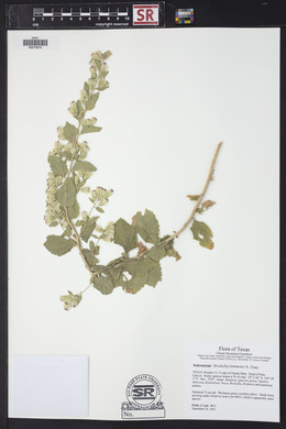 Brickellia lemmonii image