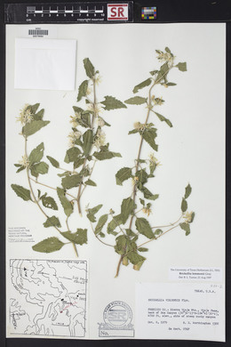 Brickellia lemmonii image