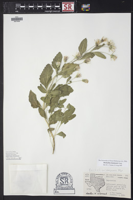 Brickellia lemmonii image