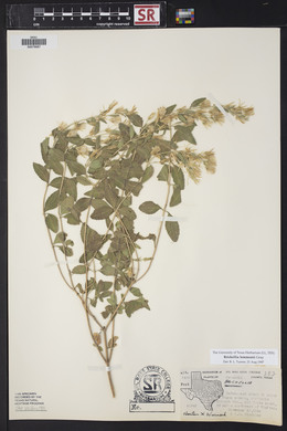 Brickellia lemmonii image