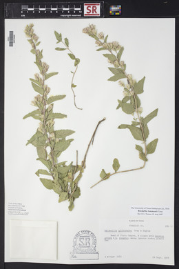 Brickellia lemmonii image