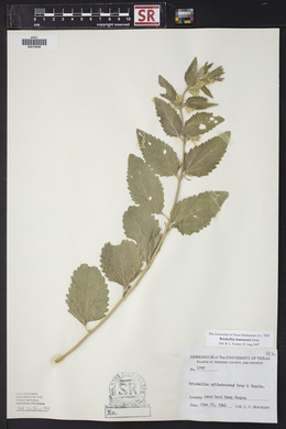 Brickellia lemmonii image