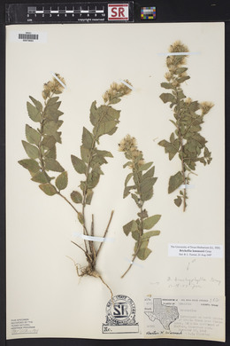 Brickellia lemmonii image