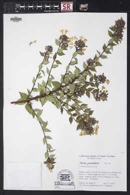 Abelia grandifolia image