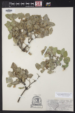 Lonicera albiflora image