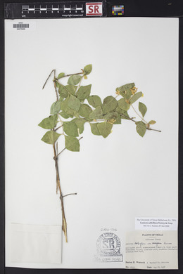 Lonicera albiflora image