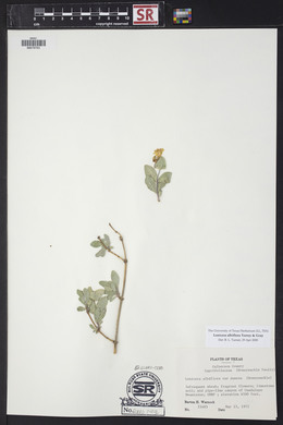 Lonicera albiflora image