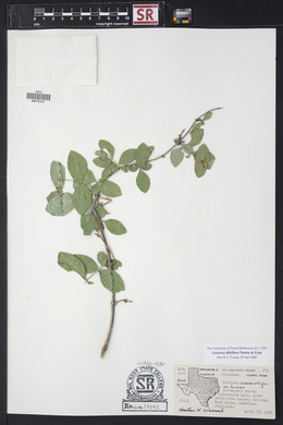 Lonicera albiflora image