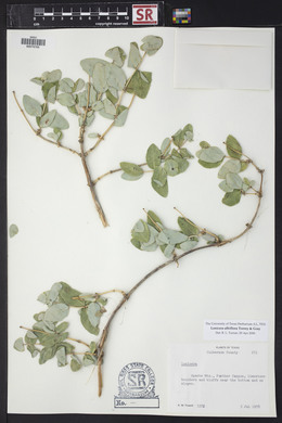 Lonicera albiflora image