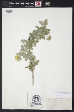 Lonicera albiflora image