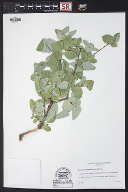 Lonicera albiflora image