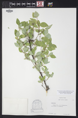 Lonicera albiflora image