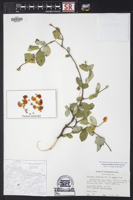 Lonicera albiflora image